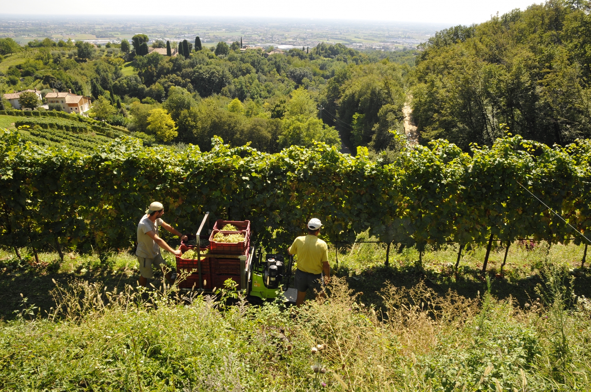 vigneto in estate